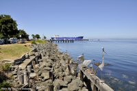 Photo-Trip-to-Port-Angeles-20-2010-07-23-METALLIC-BIRDS